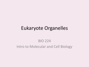 CB098-011.28_Eukaryote Organelles