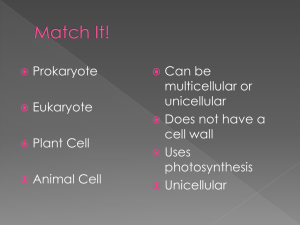 Eukaryotic vs Prokaryotic Cells