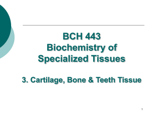 Hierarchical Structure of Collagen Fibrils