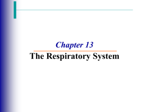 A) respiratory system fall 09