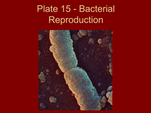 Plate 15 - Bacterial Reproduction