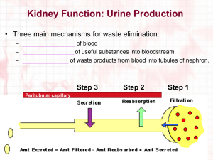 Kidney Function: Urine Produciton