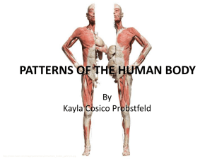patterns of the human body