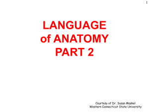 NOTE: this term was also used in Language of Anatomy Part 1
