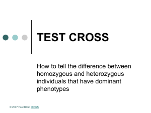 Powerpoint Presentation: Test Cross