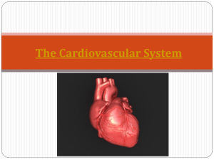 Chapter 6: Cardiovascular System