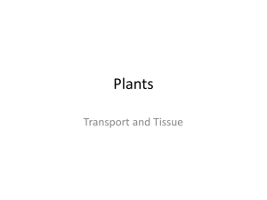 Plant Tissue - Solon City Schools