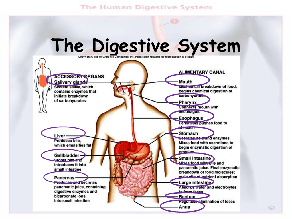 The Digestive System The Digestive System 