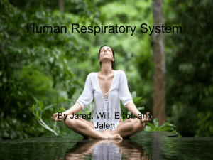 Human Respiratory System orange