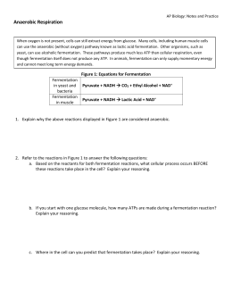 Yeast Fermentation Lab Results 4U