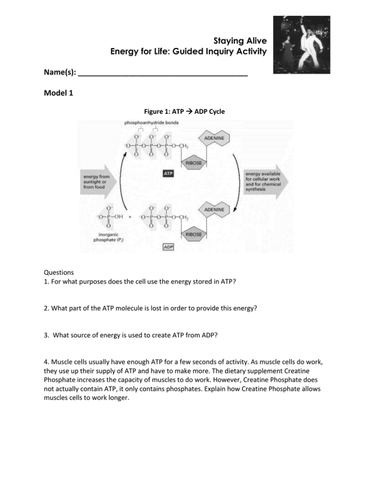 Cellular Respiration Pogil