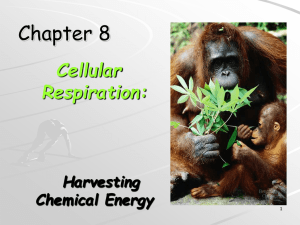 Cellular Respiration