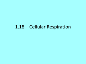 1.18 * Cellular Respiration