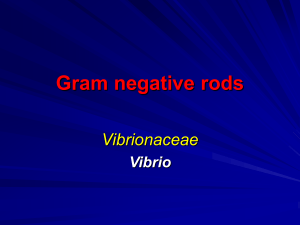 Gram negative rods