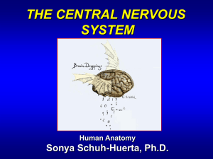 Ch13.Central.Nervous.System_1