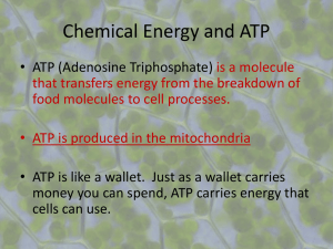 Chemical Energy and ATP