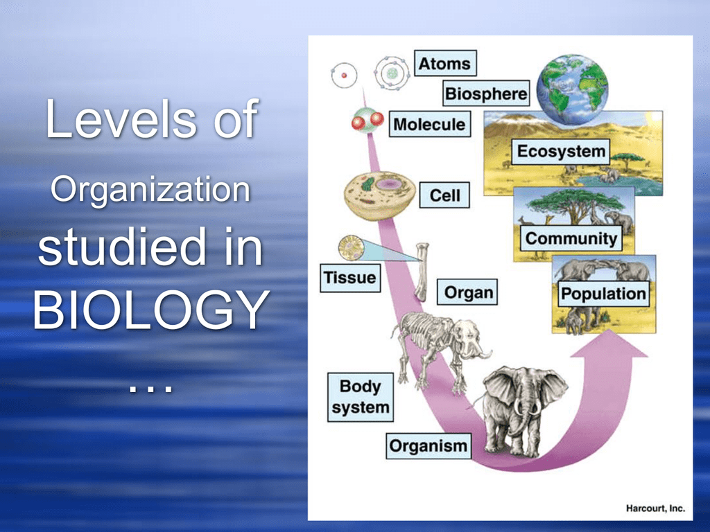 Characteristics of Life and Biological Organization PPT Throughout Levels Of Biological Organization Worksheet