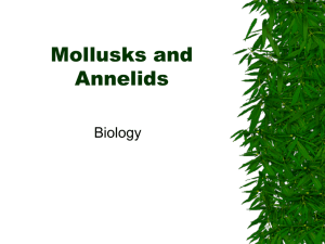 Mollusks and Annelids - Mrs. Kelly's Science Zone