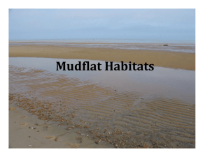 Mudflat Habitats - JonesMarineBioPink