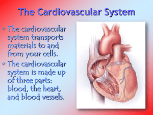 The Cardiovascular S..