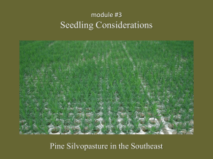 Seedling Considerations