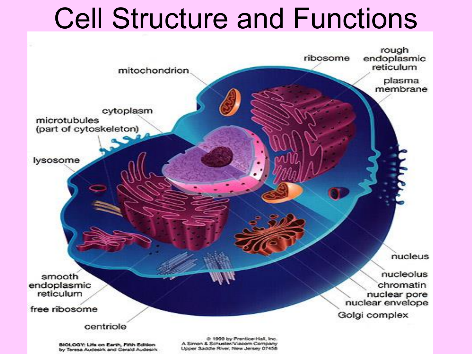 Cell Structure And Functions 022022