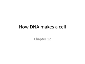 How DNA makes a cell