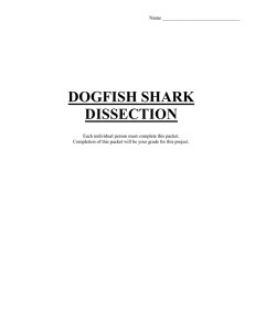 DOGFISH SHARK disection