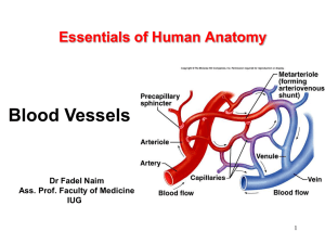 Essentials of Human Anatomy 16