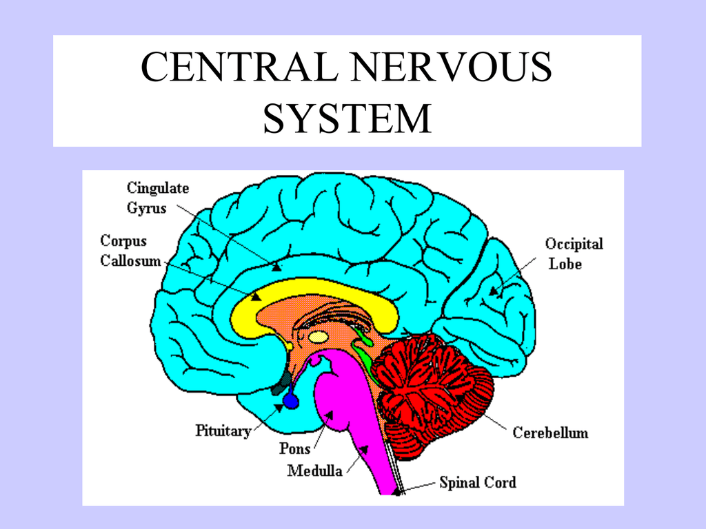 What Is The Central Nervous System Cns Responsible For