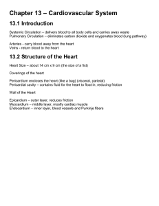 Chapter 13 – Cardiovascular System 13.1 Introduction