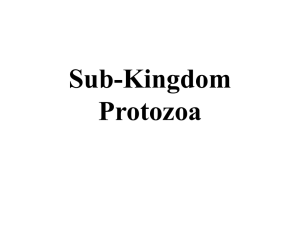 Bio 004 Class Protozoa