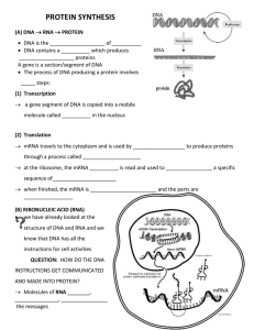 Protein Synthesis Notes2010