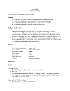 Enzyme Lab Catalase Activity Read all instructions BEFORE you