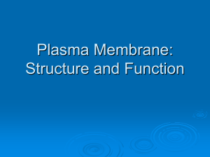 Plasma Membrane: Structure and Function