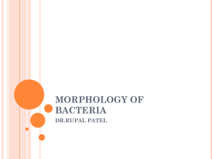 morphology of bacteria