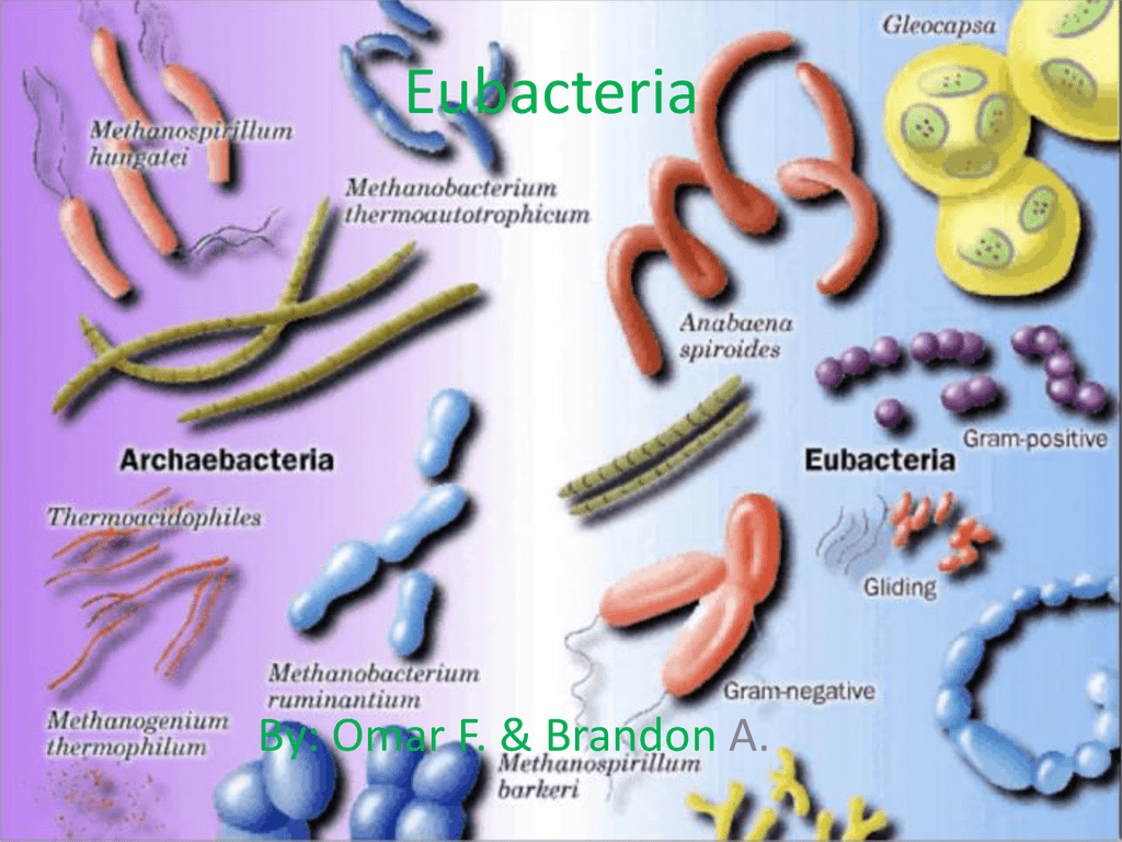 Image result for eubacteria