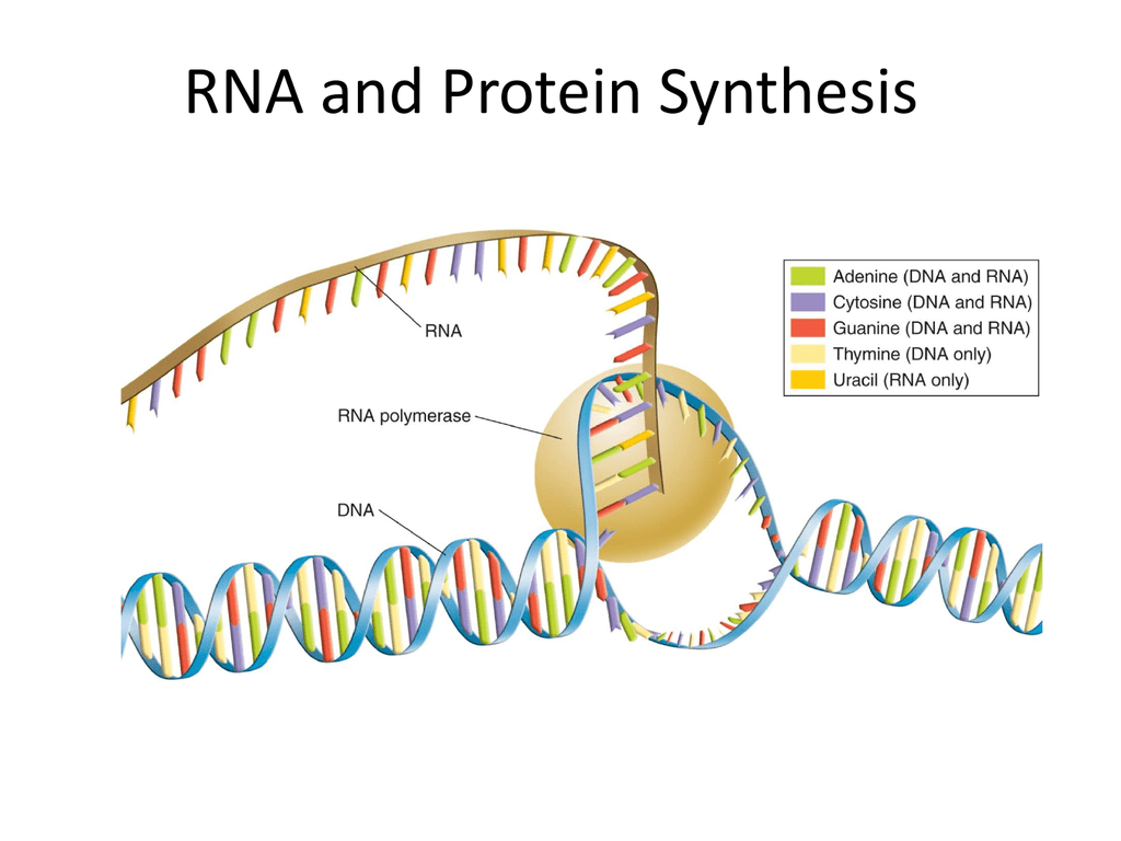 rna-and-protein-synthesis