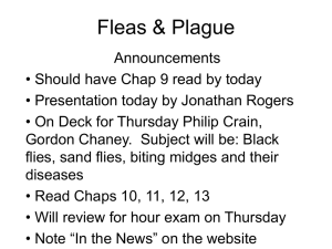Fleas & Plague