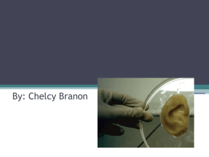 Growth of Stem Cells in Artificial Organs By: Chelcy Branon What is