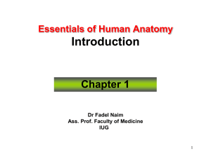 Essentials of Human Anatomy 1