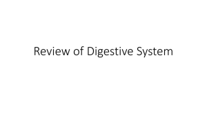 Review of Digestive System