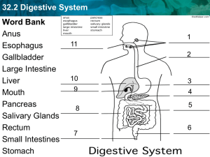 32.2 Digestive System