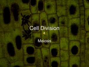 meiosis ppt