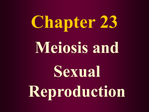 Chapter 11B: Meiosis and Sexual Reproduction