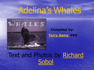 Adelina's Whales