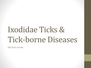 Ixodidae Ticks & Tick
