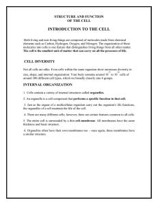 the cell membrane