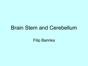 Brain Stem and Cerebellum