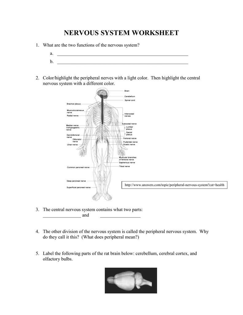 25 Label The Nervous System - Labels Design Ideas 25 In Nervous System Worksheet High School